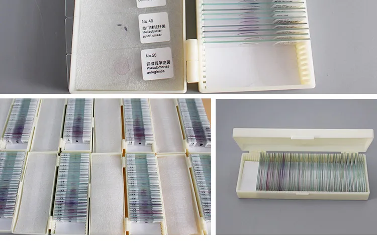 005 Microorganism cells prepared microscope slides.jpg