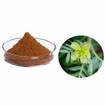 Gmp Factory Supply Sexual Wellness Tribulus Terrestris 90% ...