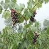 Wholesale HDPE plastic bird net / bird trapping net /plastic tree protection mesh
