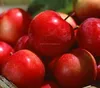bulk fresh apples