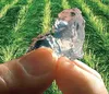 Agricultural potassium polyacrylate super absorbent polymer(SAP) for field crops, horticulture,gardening,trees planting etc.