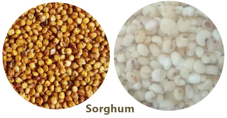 1sorghum