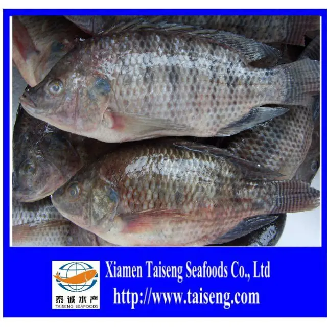 tilapia iwp or bulk packing