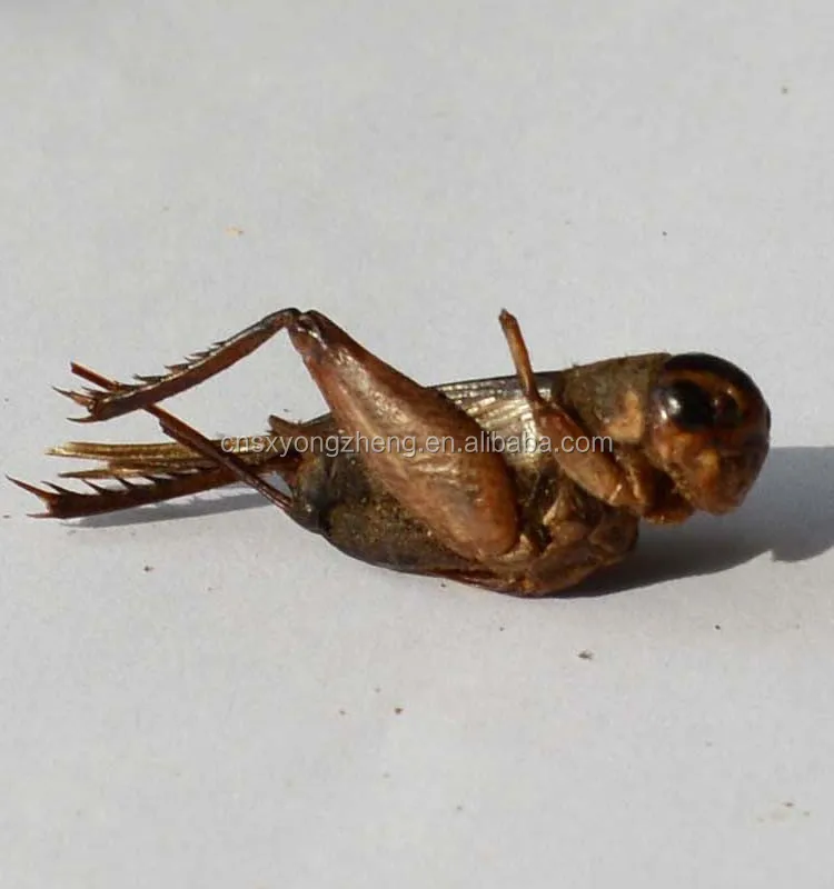 Beli Indonesian Set Lot Murah Grosir Indonesian Set Galeri