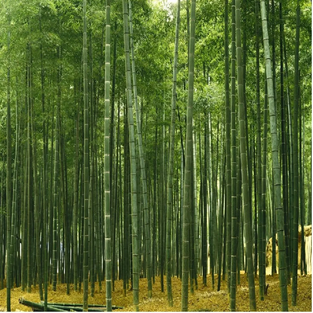 Sfondi 3d decorazione di carte da parati di bambù di bambù di ...