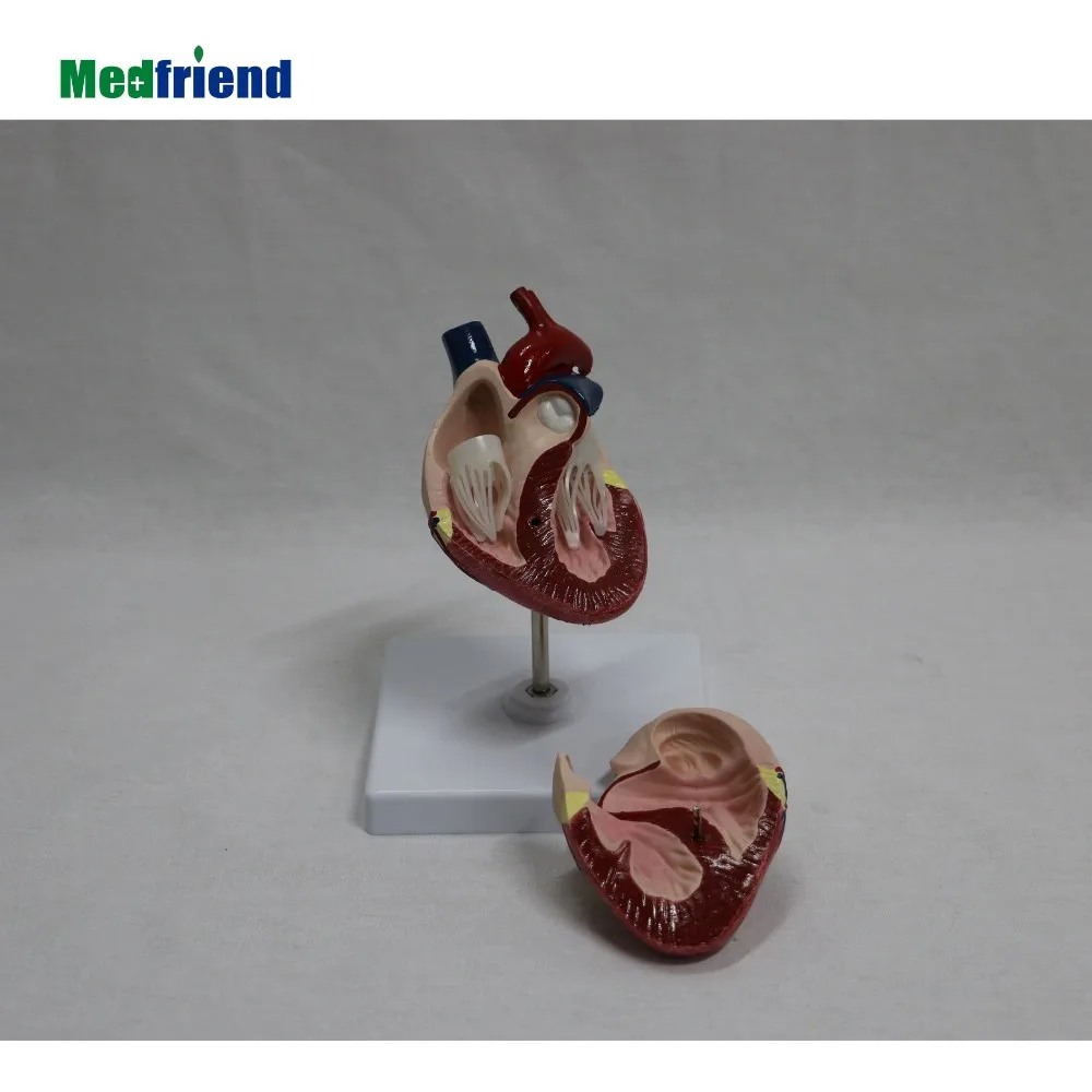 factory price canine heart with heartworm parasite