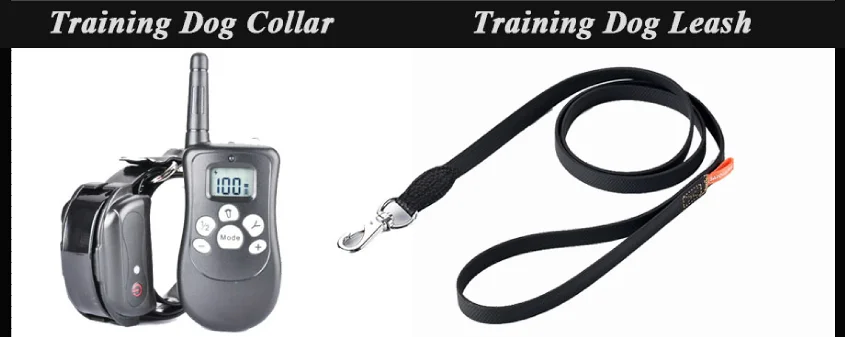 personalized dog collar