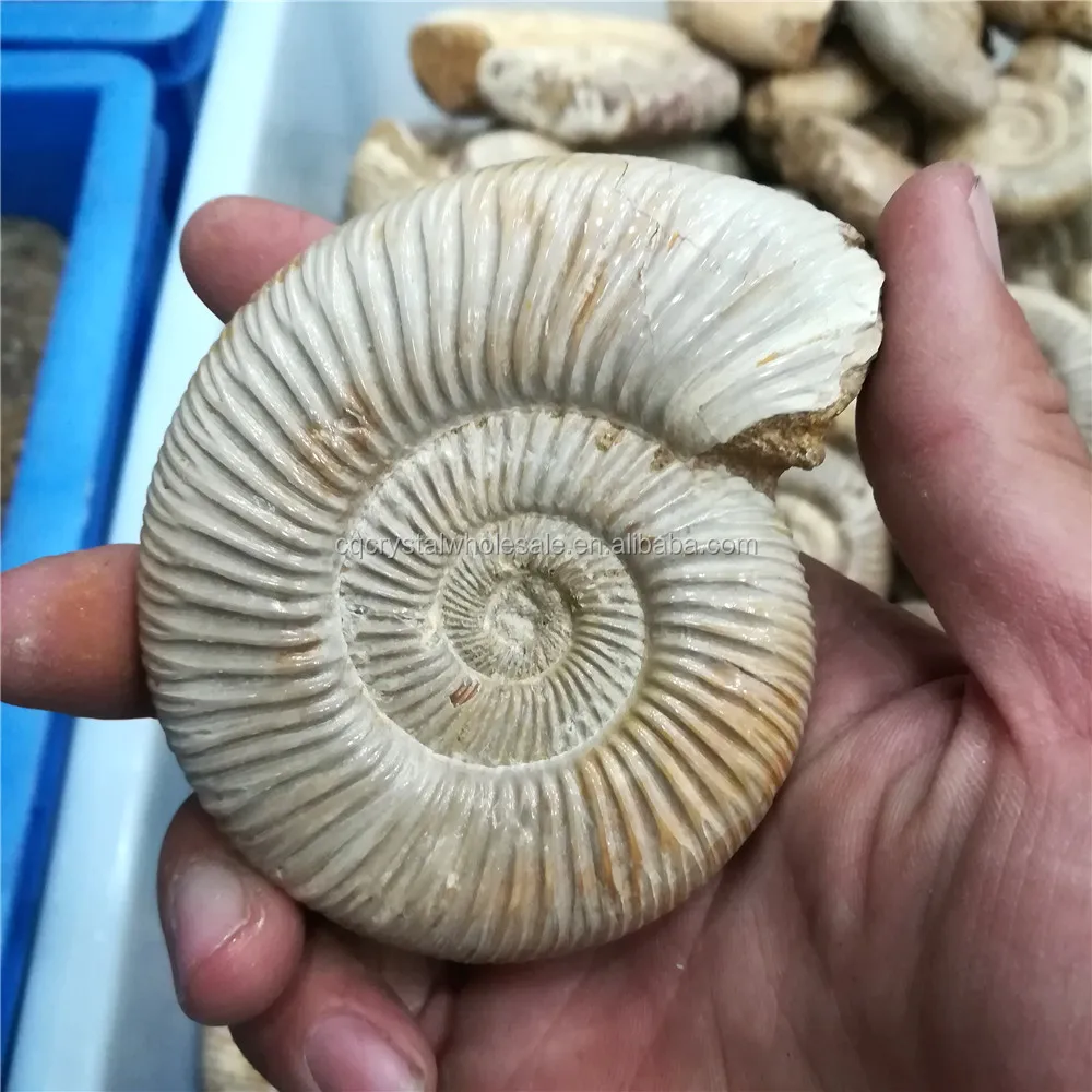 Natural Polished Mud Ammonite Fossils - Buy Ammonite Fossils For Sale ...