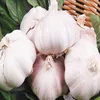 /product-detail/fresh-pure-white-normal-white-garlic-supplier-in-china-60735150571.html