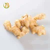 ginger price per ton in nigeria ginger market price in kerala ginger supplier from myanmer yangun