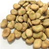 export high quality dry broad beans dried Fava beans
