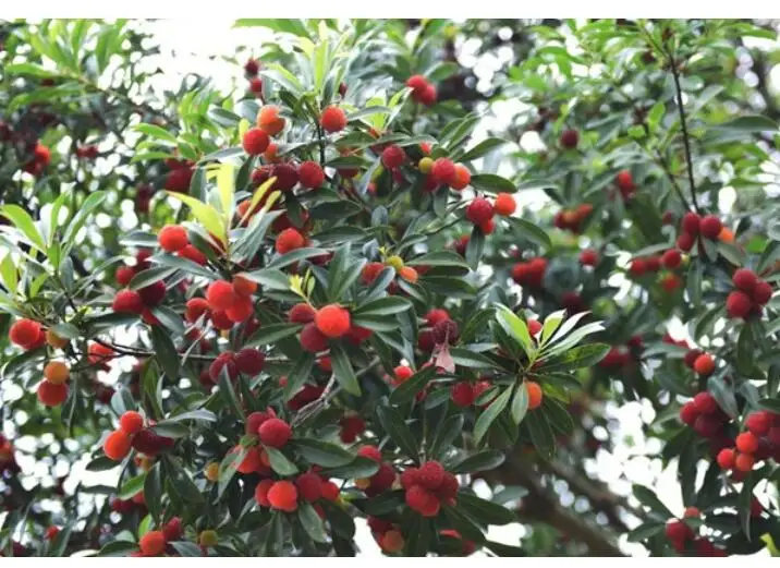 Red bayberry trees.jpg