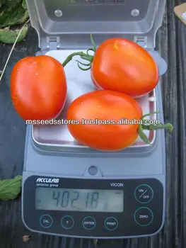 Marina F1 (PELLETED) Hybrid Tomato Seeds, View Tomato ...