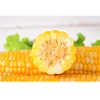 Fresh Yellow Sweet Corn On Cob Vacuum Packed GAP Certified