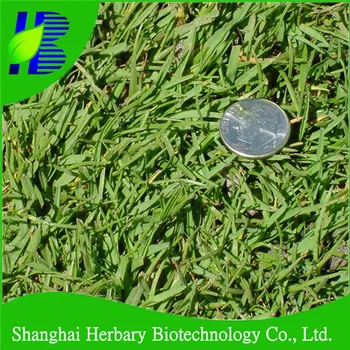Silt Grass Seeds Saltwater Couch Seeds Swamp Couch Seeds