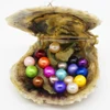 AAAA grade vacuum packed oysters akoya pearl oyster saltwater pearl oyster many colours stock 1 pcs pearl in an oyster