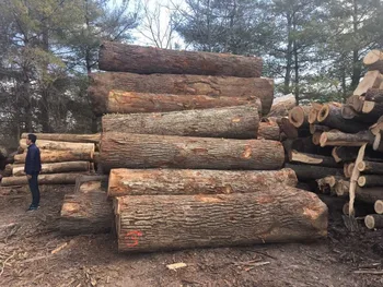 White Wood Logs Price Oak Wood Logs Sale