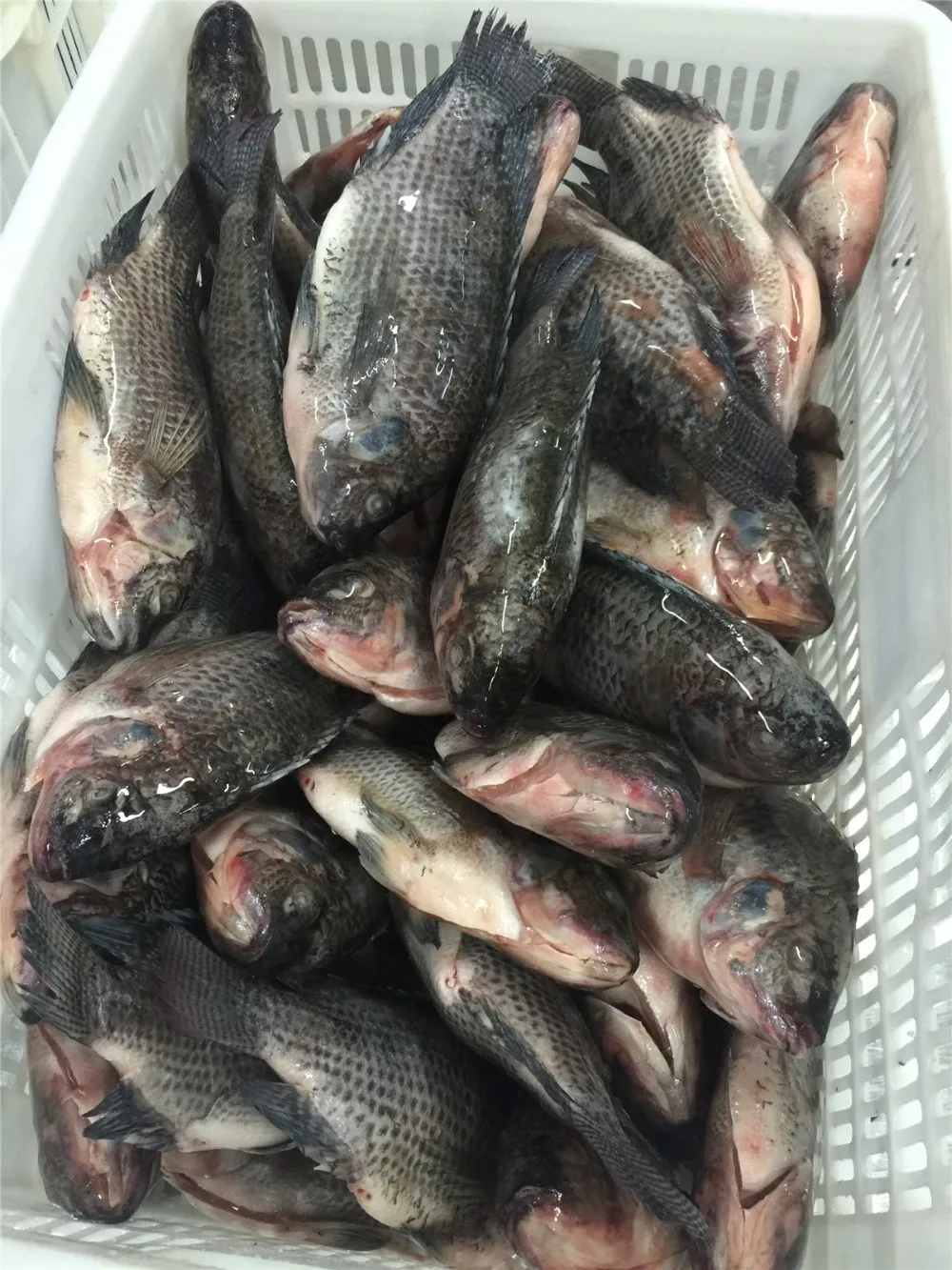 Tilapia Fingerlings Prezzo From Farm Buy Tilapia Farm,Tilapia