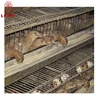 Newly developed H type quail cage with a capacity of 600