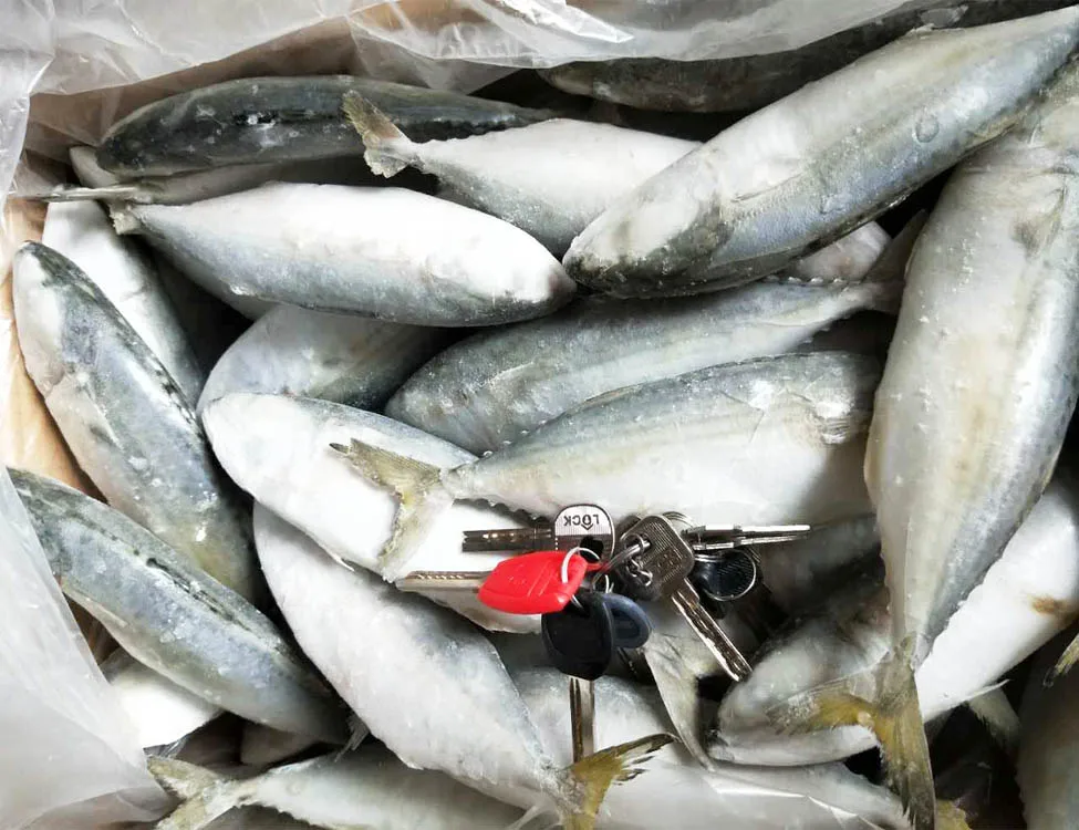 Frozen Indian Mackerel Fish 10kg Per Carton Buy Frozen Indian Mackerel Fish 10kg Per Carton
