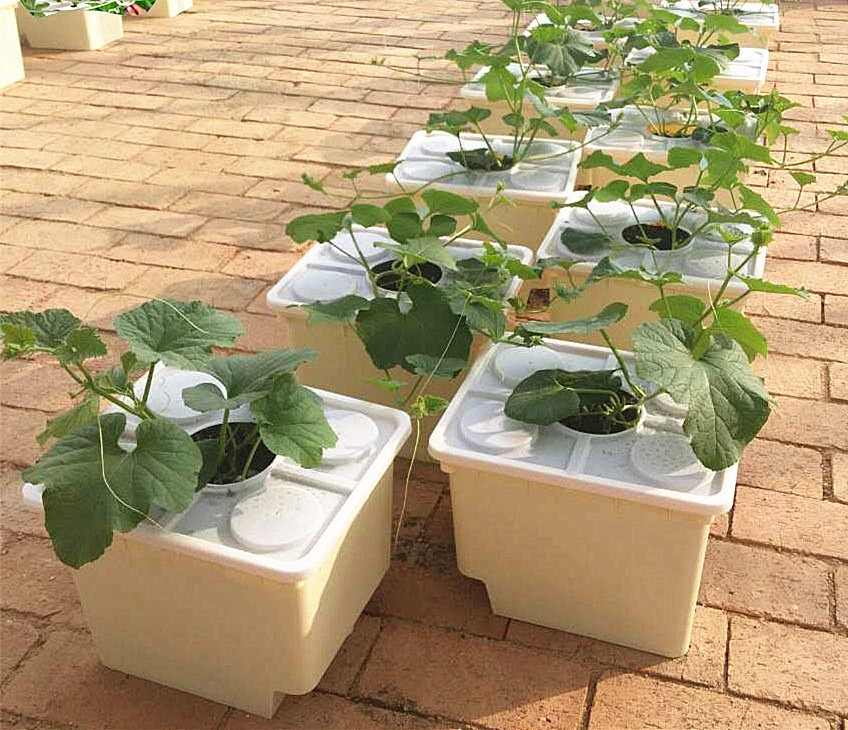 Hydroponic Lettuce System Hydroponic Microgreens Net Cup And Plant Pots Buy Hydroponic Lettuce