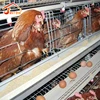 Layer Chicken Cages Poultry Farm China Supplier 100% Response Rate Cheap Industrial Chicken Coop