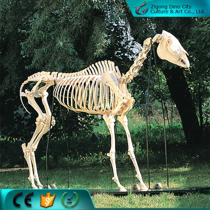 Hochwertige museum ausstellung life size horse skeleton für verkauf