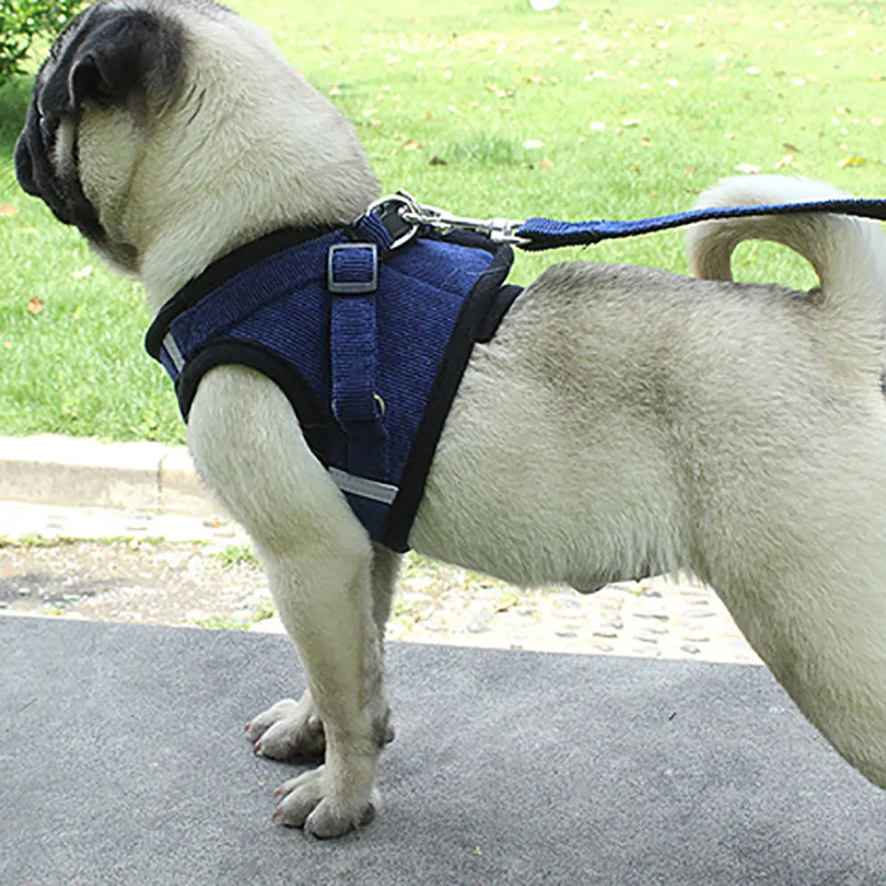pug dog body belt