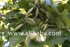 Millettia Pinnata Bio Fuel Tree