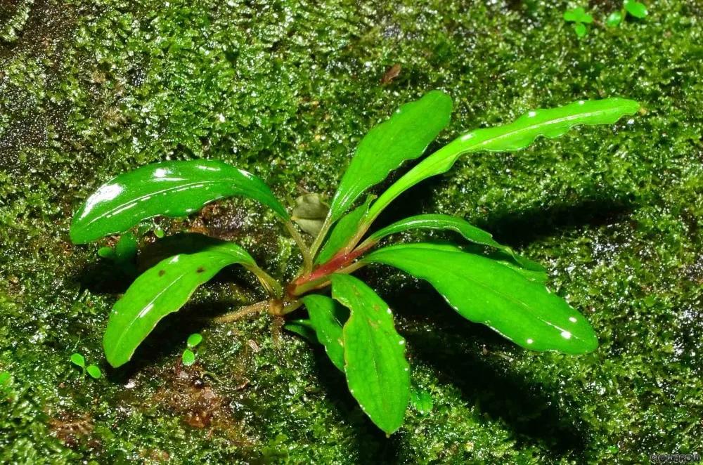 Wholesale Green Tropical Ornamental Bucephalandra Gigantea Aquarium