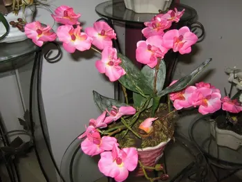 nackte-asiatische-blumenbilder-pattinson-bisexuell