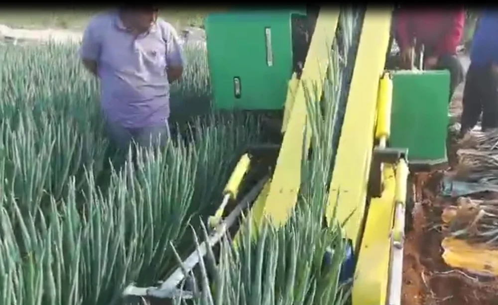 Anon Spring Onion Green Onion Harvesting Machine Scallion Harvester