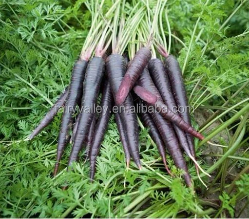 Sementes De Cenoura Roxa Preta Super Hibrida Alta Qualidade Sementes Para Cultivo Roxo Ginseng Buy Hibridas De Sementes De Cenoura Cenoura Semente Preta Sementes De Cenoura Product On Alibaba Com