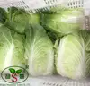 New Arrival,fresh cabbage with cheap price