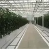 Tomato Growing Greenhouse