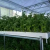 Aquaponics Flood Tables and Trays rolling Benches Ebb and Flow Bench