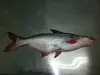 PANGASIUS FISH ( Tra - Basa)