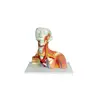 Human Model Medical Muscles blood Vessels Nerves Of The Head And Neck Model