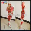 Medical Leg Muscles with Vessels and Nerves,model of muscles dissection of lower limbs teaching manikins