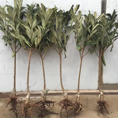 Tropical Fruit Tree Low Price Loquat Nursery Tropical Fruit Tree Low Price Loquat