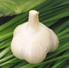 High Quality 10:1 GMP Control Garlic P.E