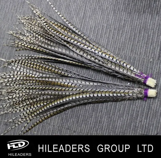 lady amherst pheasant feather (4).jpg