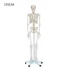 China certified human skeleton model