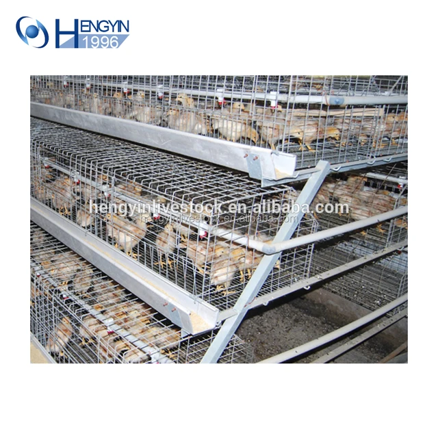 bird chicken broiler cage