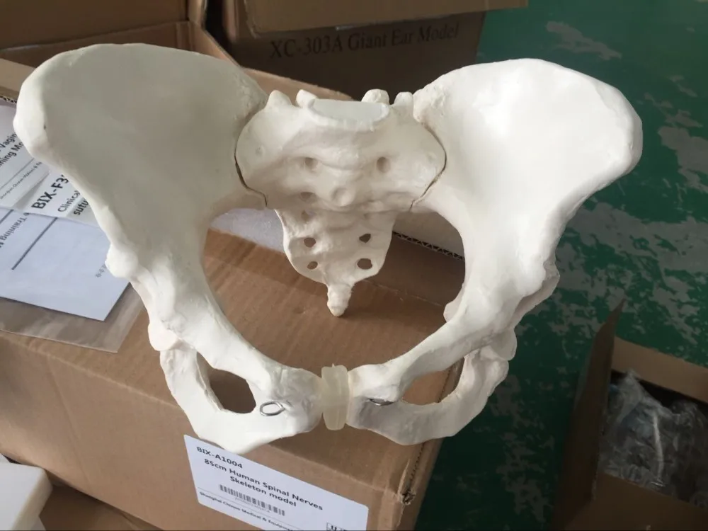 bix-a1036 骨盆骨架模型妇女医学教学
