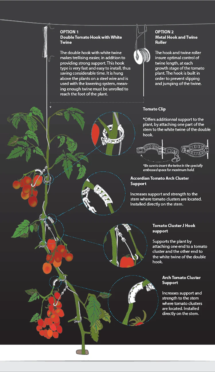 Tomate_Illustrati.jpg
