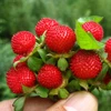 /product-detail/garden-indoesnisa-red-hybrid-cute-f1-black-strawberry-fruit-seeds-for-sale-in-bulk-60775183032.html