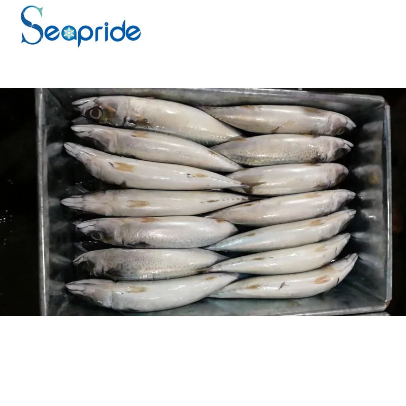 pacific mackerel japonicus