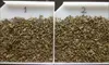 big size green tea for Central Asia for Uzbekistan
