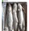 New arrive Frozen fresh grey mullet fish freeze mullet fish export